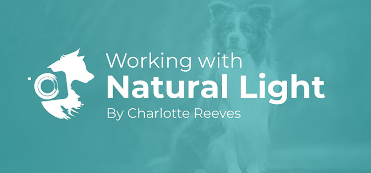 Pet Photography Education - Working with Natural Light